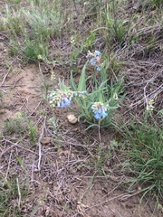 Penstemon angustifolius