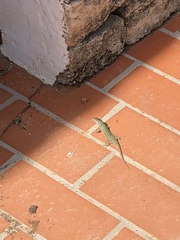 Podarcis pityusensis