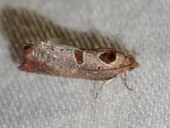 Glyphidoptera insignana