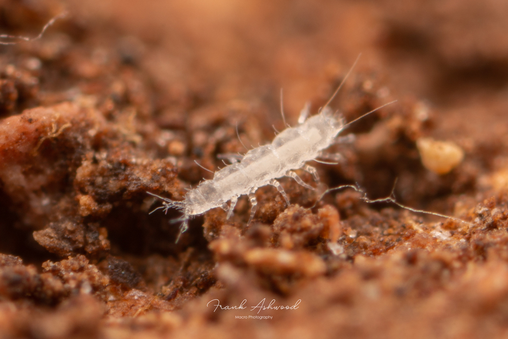 Pauropodoidea