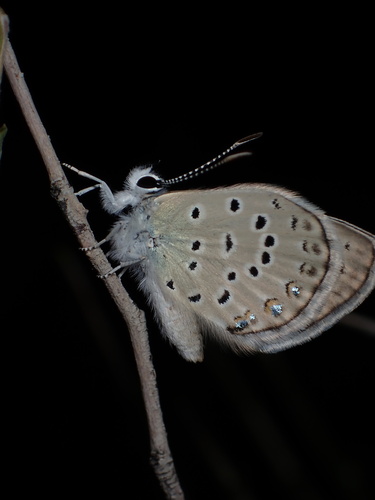 Small Jewel Blue