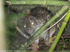 Asiatic Brush-Tailed Porcupine photo 3