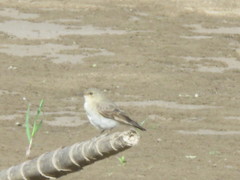 Syrtidicola fluviatilis