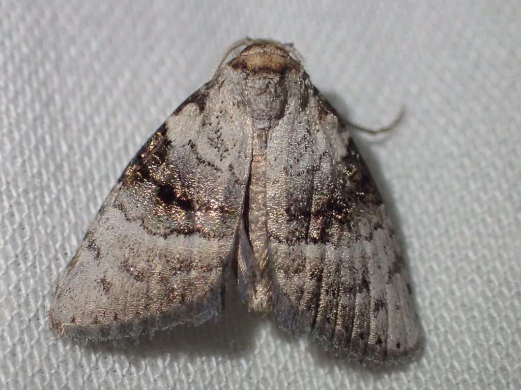 Acatapaustus metallopa