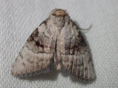 Acatapaustus metallopa