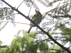 Poecilotriccus latirostris