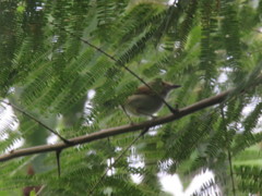 Poecilotriccus latirostris