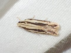 Ardozyga chionoprora