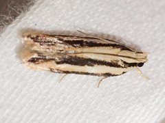 Ardozyga chionoprora
