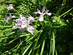 Iris tenax