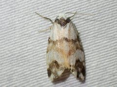 Thallarcha albicollis