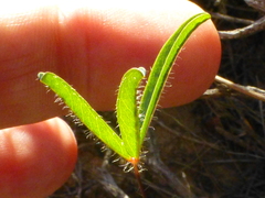 Oxalis adspersa