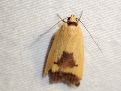Ageletha hemiteles