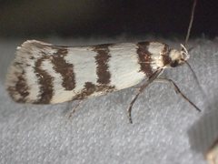 Philobota impletella