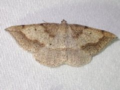 Taxeotis perlinearia