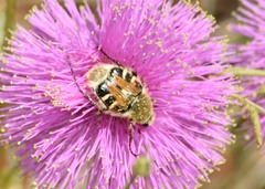 Trichiotinus piger