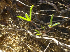 Oxalis adspersa