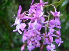 Epidendrum nanegalense