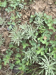 Picradeniopsis oppositifolia