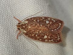 Euchaetis metallota