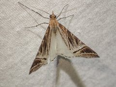 Phrataria replicataria