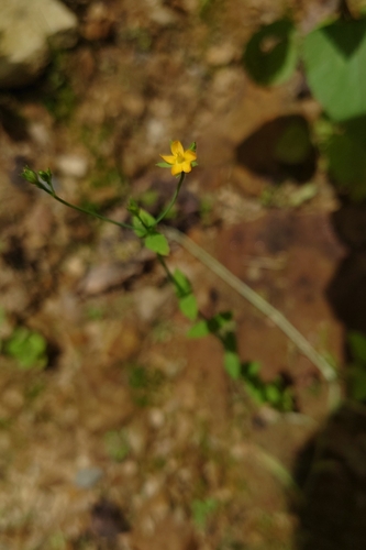 Hypericum japonicum (Hypericum japonicum)