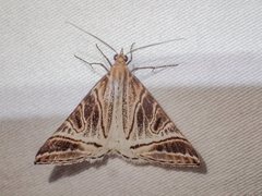 Phrataria replicataria