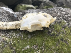 Triakis semifasciata