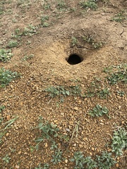 Cynomys ludovicianus