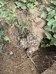 Escobaria missouriensis missouriensis