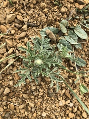 Sphaeralcea coccinea