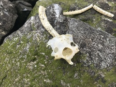 Triakis semifasciata
