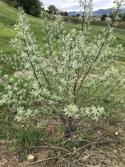 Elaeagnus angustifolia