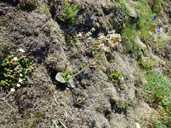 Micranthes hitchcockiana