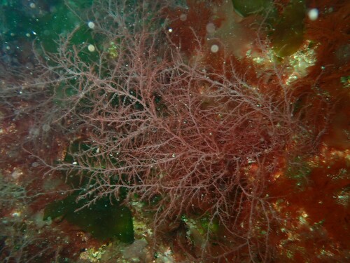 Representative image of Naccariaceae