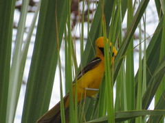 Icterus auratus