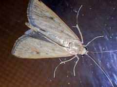 Achyra affinitalis