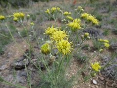 Hymenopappus filifolius