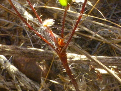 Oxalis adspersa