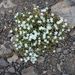 Slender Stitchwort - Photo (c) Kathleen Sayce, some rights reserved (CC BY-NC), uploaded by Kathleen Sayce