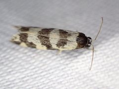 Lepidoscia characota