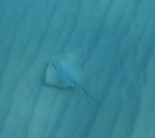 Common stingray