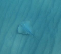 Common stingray