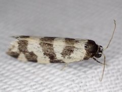 Lepidoscia characota