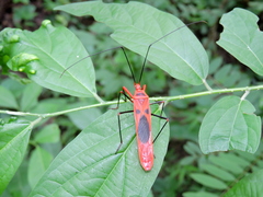 Macrocheraia grandis