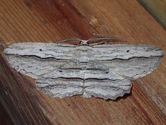 Euphronarcha luxaria