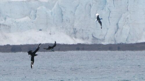 Great Skua (Stercorarius skua), photo 10
