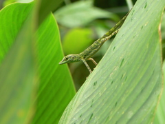 Anolis gemmosus