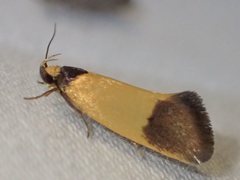 Merocroca automima