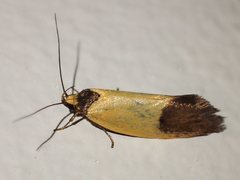 Merocroca automima